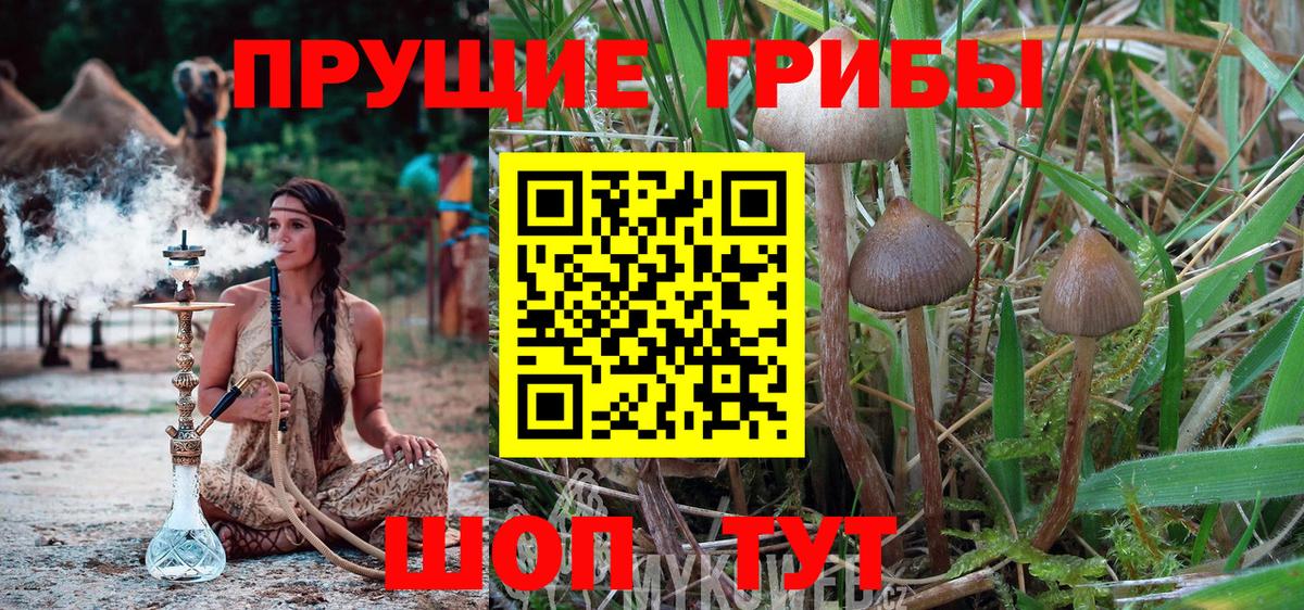Псилоцибиновые грибы GOLDEN TEACHER Дзержинский